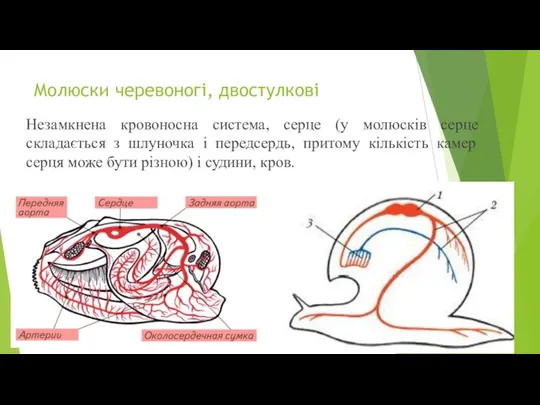 Молюски черевоногі, двостулкові Незамкнена кровоносна система, серце (у молюсків серце