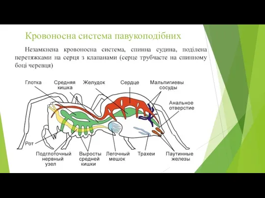 Кровоносна система павукоподібних Незамкнена кровоносна система, спинна судина, поділена перетяжками