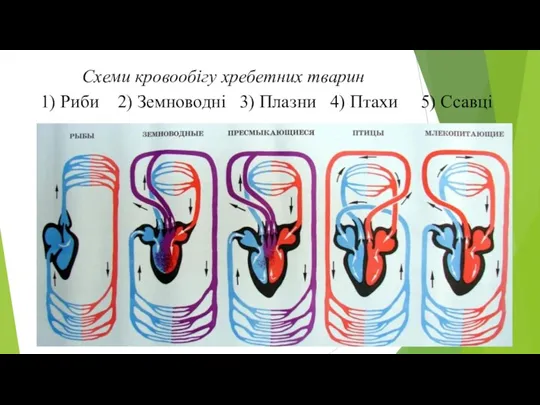 Схеми кровообігу хребетних тварин 1) Риби 2) Земноводні 3) Плазни 4) Птахи 5) Ссавці