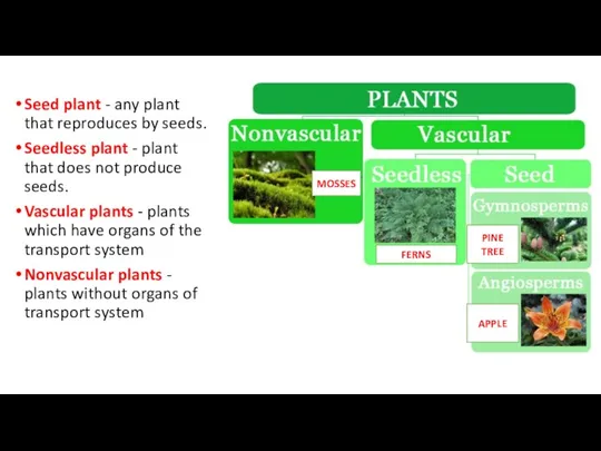 Seed plant - any plant that reproduces by seeds. Seedless