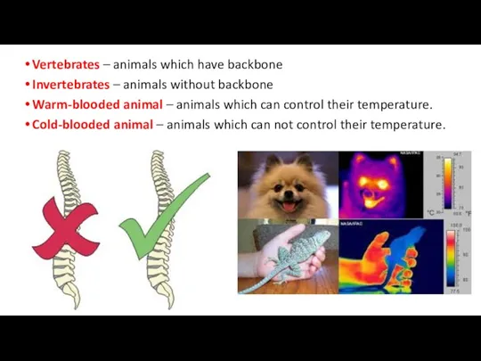 Vertebrates – animals which have backbone Invertebrates – animals without