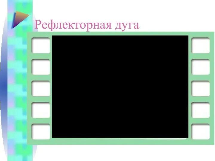 Рефлекторная дуга