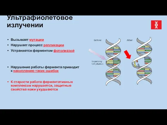 Ультрафиолетовое излучении Вызывает мутации Нарушает процесс репликации Устраняется ферментом фотолиазой