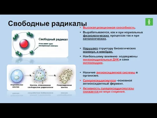 Свободные радикалы Высокая реакционная способность. Вырабатываются, как и при нормальных