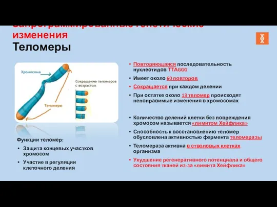 Запрограммированные генетические изменения Теломеры Повторяющаяся последовательность нуклеотидов ТТАGGG Имеет около