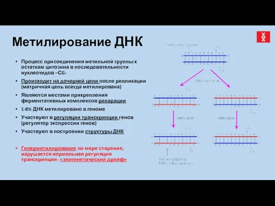 Метилирование ДНК Процесс присоединения метильной группы к остаткам цитозина в