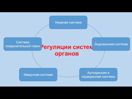 Регуляции систем органов Система соединительной ткани Нервная система Иммунная система Аутокринная и паракринная системы Эндокринная система