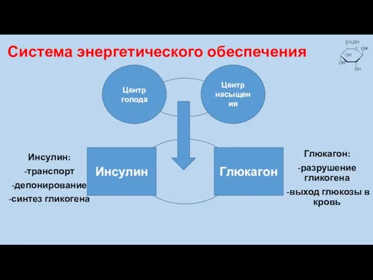 Система энергетического обеспечения Инсулин: -транспорт -депонирование -синтез гликогена Центр голода