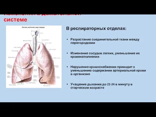 Изменения в дыхательной системе В респираторных отделах: Разрастание соединительной ткани