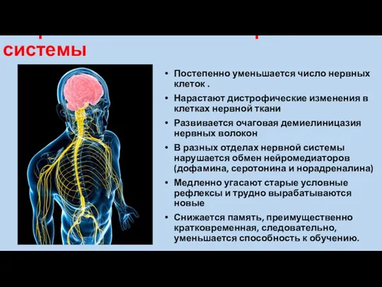 Возрастные изменения нервной системы Постепенно уменьшается число нервных клеток .