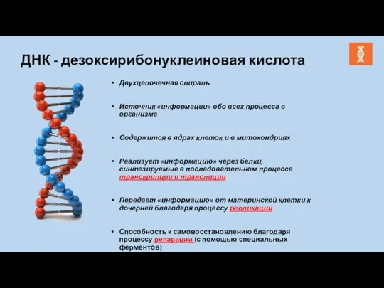 ДНК - дезоксирибонуклеиновая кислота Двухцепочечная спираль Источник «информации» обо всех