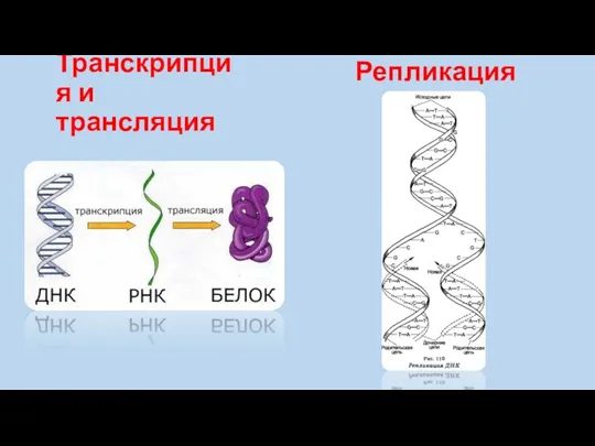 Транскрипция и трансляция Репликация