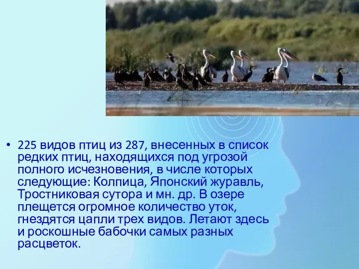 225 видов птиц из 287, внесенных в список редких птиц, находящихся под угрозой