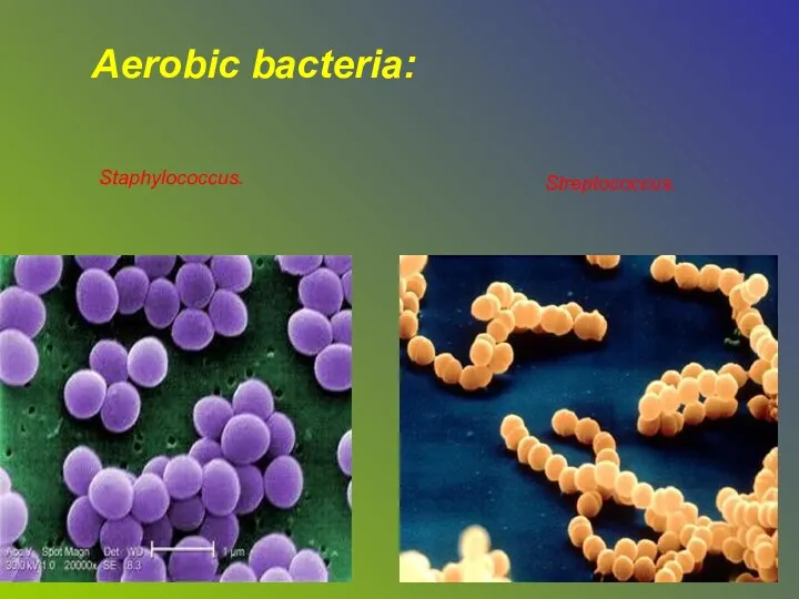 Aerobic bacteria: Staphylococcus. Streptococcus.