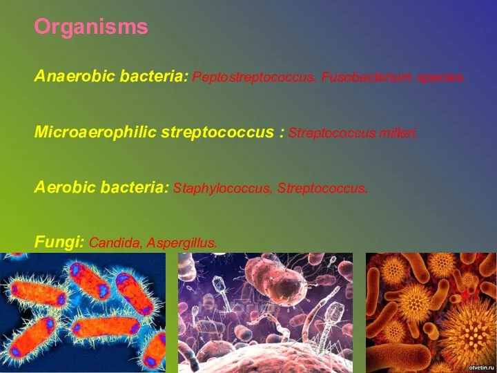Organisms Anaerobic bacteria: Peptostreptococcus, Fusobacterium species. Microaerophilic streptococcus : Streptococcus milleri. Aerobic bacteria: