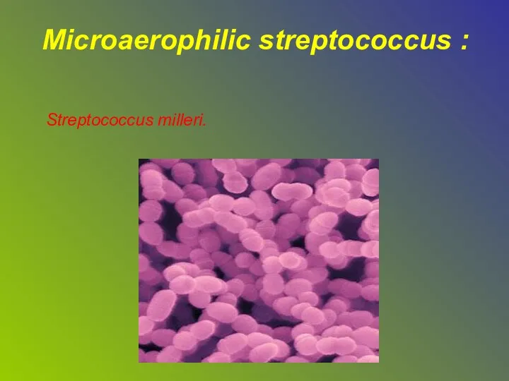 Microaerophilic streptococcus : Streptococcus milleri.
