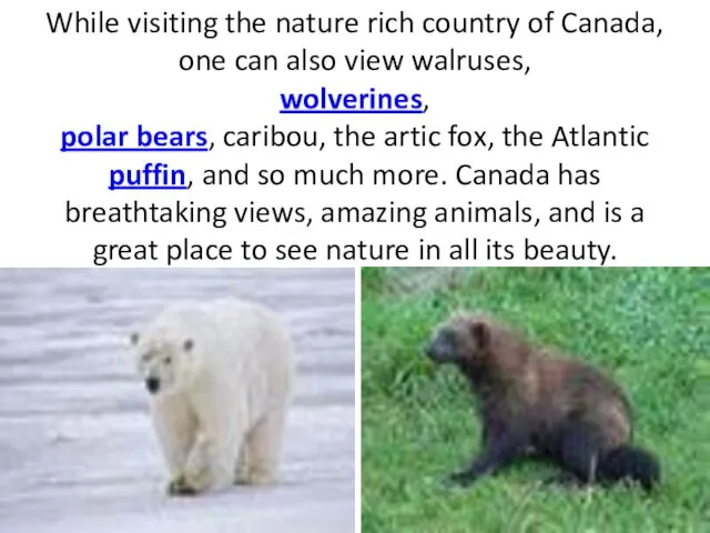 While visiting the nature rich country of Canada, one can