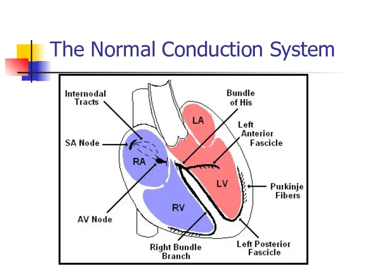 The Normal Conduction System