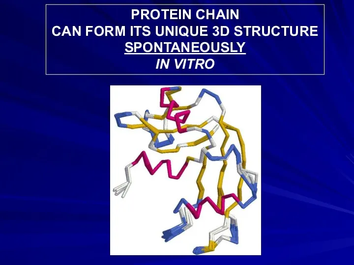 PROTEIN CHAIN CAN FORM ITS UNIQUE 3D STRUCTURE SPONTANEOUSLY IN VITRO