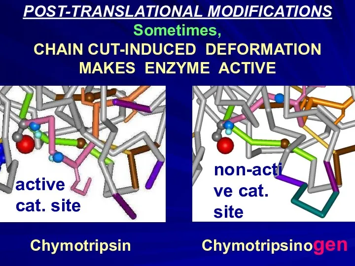 POST-TRANSLATIONAL MODIFICATIONS Sometimes, CHAIN CUT-INDUCED DEFORMATION MAKES ENZYME ACTIVE Chymotripsin