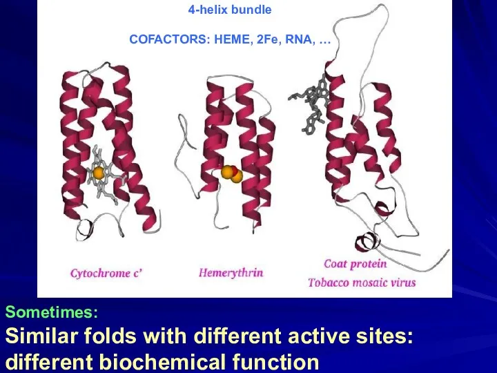 Sometimes: Similar folds with different active sites: different biochemical function