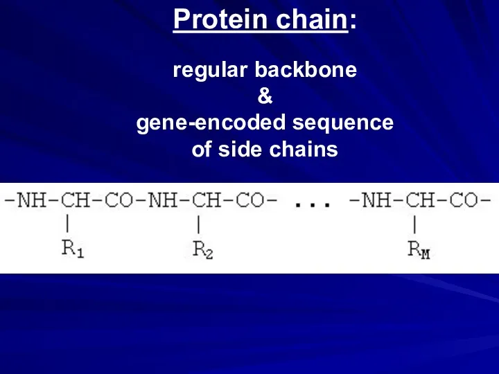 Protein chain: regular backbone & gene-encoded sequence of side chains