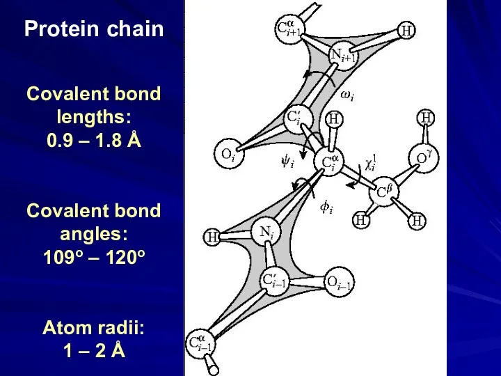 Protein chain Covalent bond lengths: 0.9 – 1.8 Å Covalent