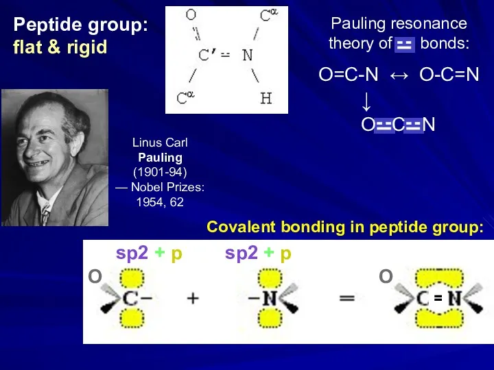 Peptide group: flat & rigid sp2 + p sp2 +