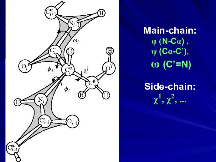 Main-chain: φ (N-Cα) , ψ (Cα-C’), ω (C’=N) Side-chain: χ1, χ2, ...