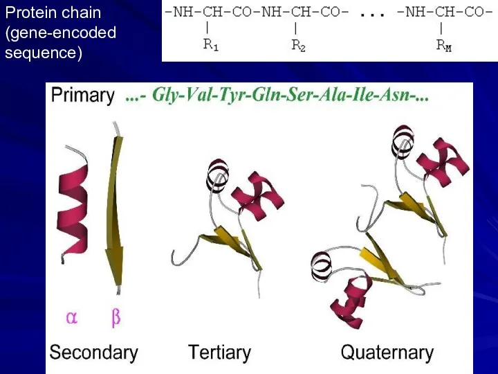 Protein chain (gene-encoded sequence)