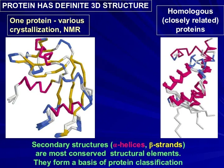 Secondary structures (α-helices, β-strands) are most conserved structural elements. They