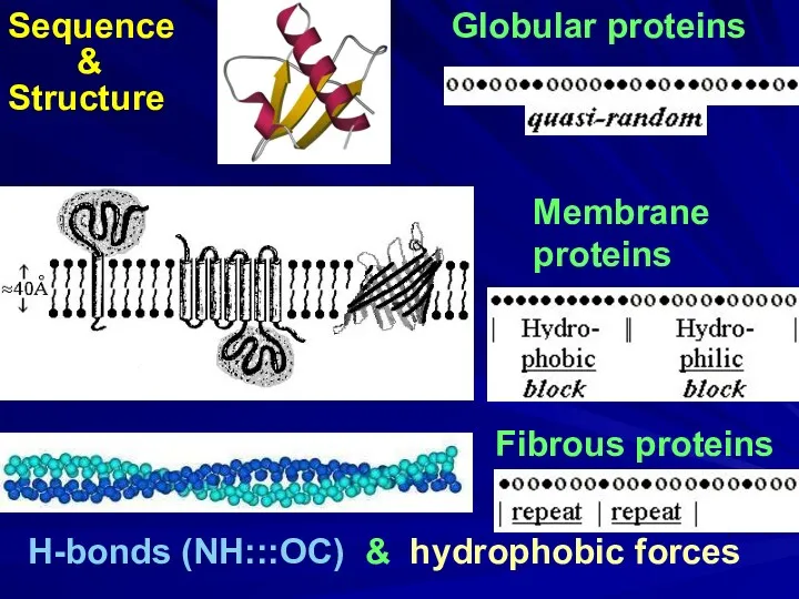 Globular proteins Fibrous proteins H-bonds (NH:::OC) & hydrophobic forces Membrane proteins Sequence & Structure