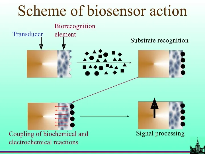 Scheme of biosensor action Transducer Biorecognition element Substrate recognition Coupling
