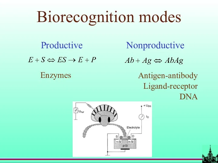 Biorecognition modes Productive Nonproductive Enzymes Antigen-antibody Ligand-receptor DNA