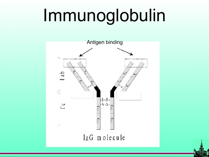 Antigen binding Immunoglobulin