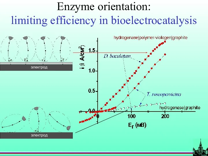 Enzyme orientation: limiting efficiency in bioelectrocatalysis