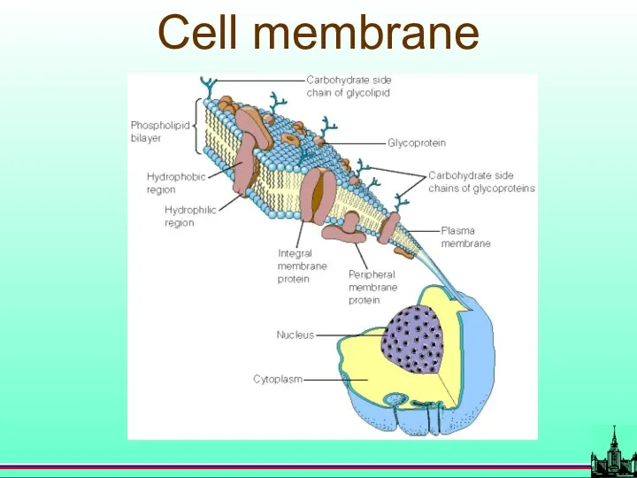 Cell membrane