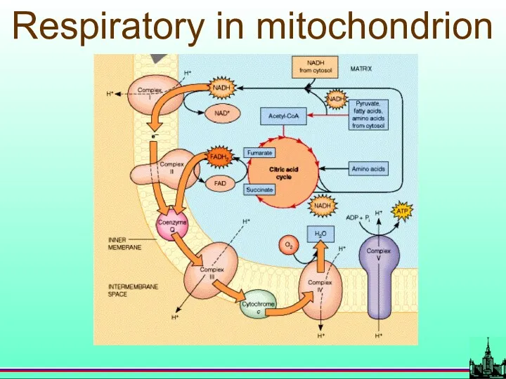 Respiratory in mitochondrion