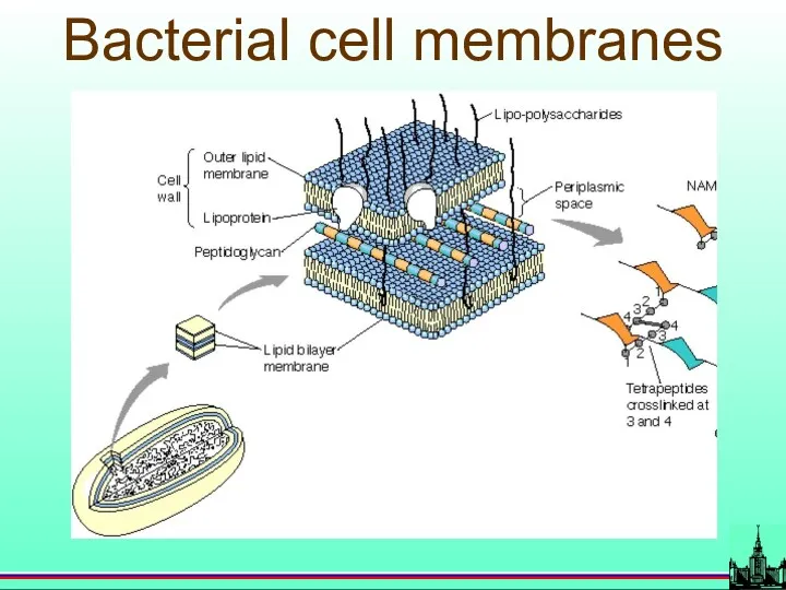 Bacterial cell membranes
