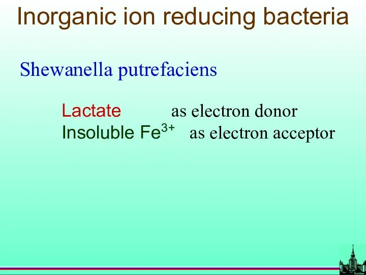 Inorganic ion reducing bacteria Shewanella putrefaciens Lactate as electron donor Insoluble Fe3+ as electron acceptor