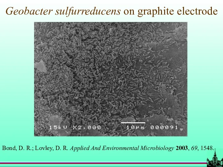 Geobacter sulfurreducens on graphite electrode Bond, D. R.; Lovley, D.