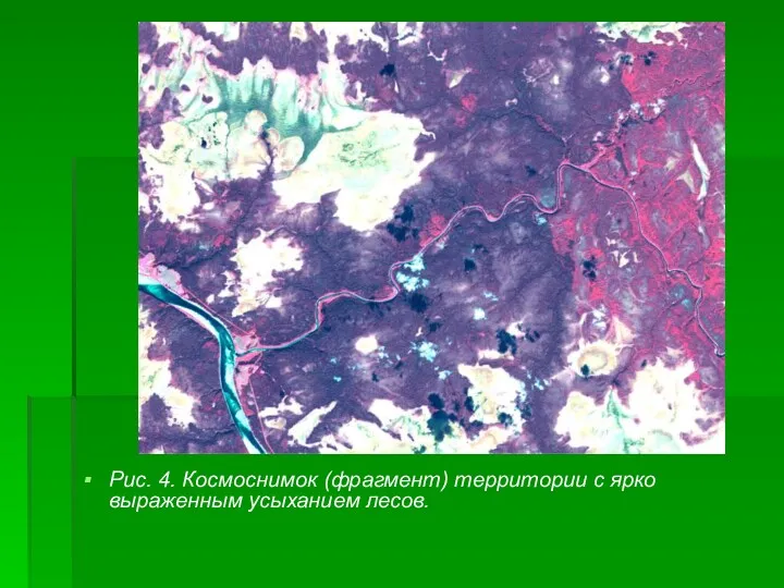 Рис. 4. Космоснимок (фрагмент) территории с ярко выраженным усыханием лесов.