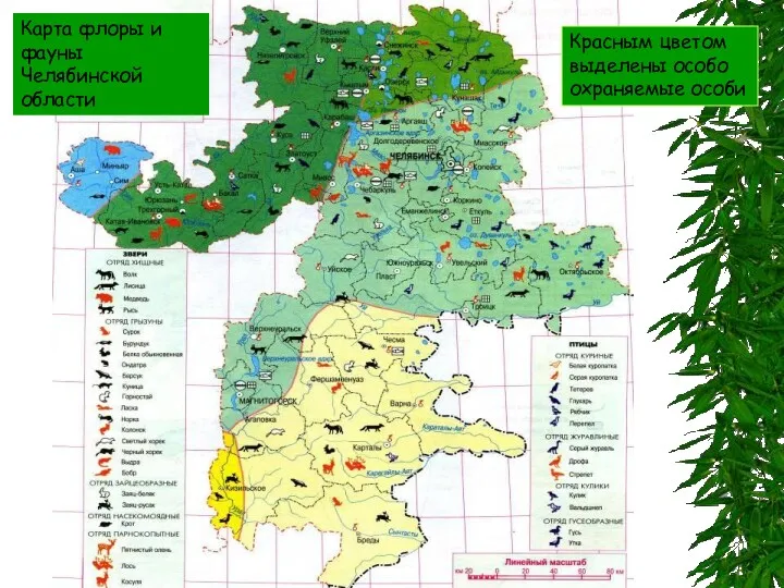 Карта флоры и фауны Челябинской области Красным цветом выделены особо охраняемые особи