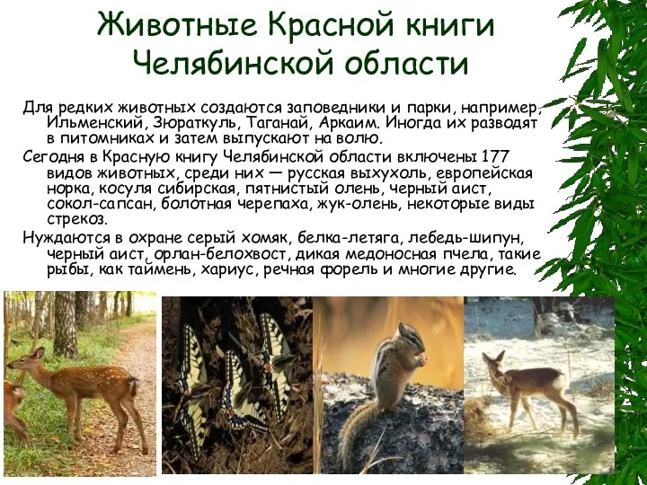 Животные Красной книги Челябинской области Для редких животных создаются заповедники