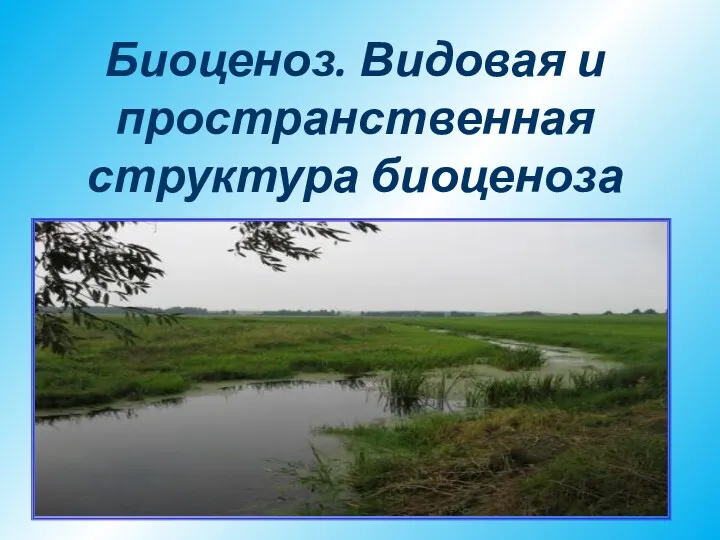 Биоценоз. Видовая и пространственная структура биоценоза