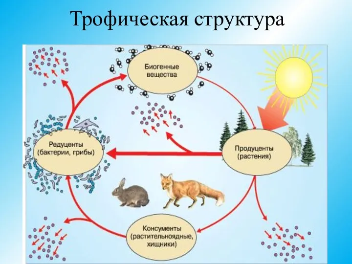 Трофическая структура