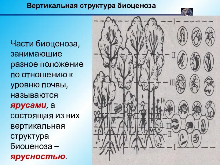 Части биоценоза, занимающие разное положение по отношению к уровню почвы,