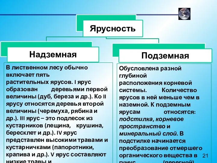 В лиственном лесу обычно включает пять растительных ярусов. I ярус