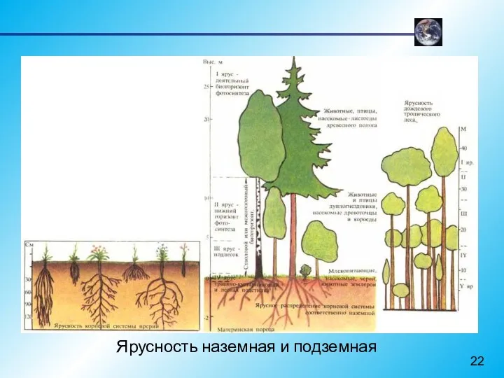 Ярусность наземная и подземная