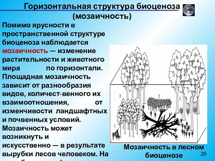 Горизонтальная структура биоценоза (мозаичность) Помимо ярусности в пространственной структуре биоценоза